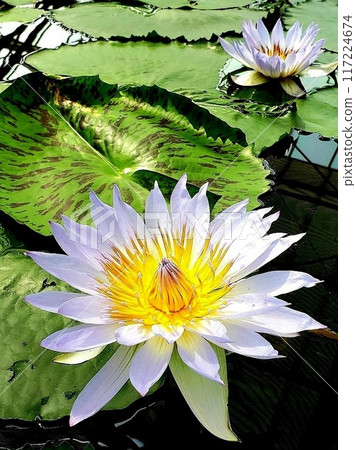 Water lily flower floating on the surface of the water 117224674