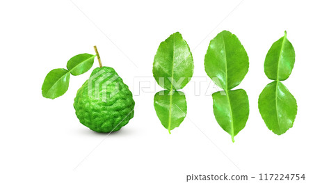 kaffir lime fruit with stems and leaves isolated on white background and space for text input 117224754