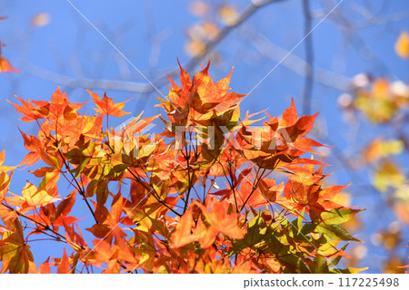秋天的樹葉 117225498