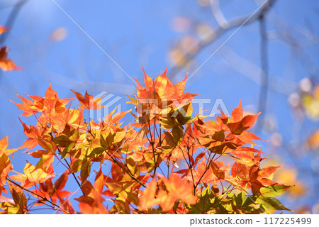 秋天的樹葉 117225499