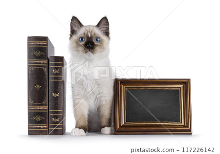 Ragdoll cat kitten on white bckground Ragdoll cat kitten on white bckground 117226142