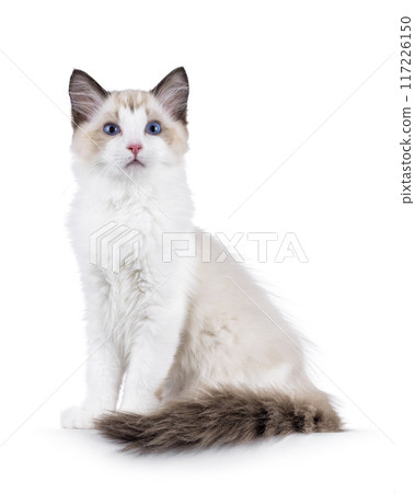 Ragdoll cat kitten on white background 117226150