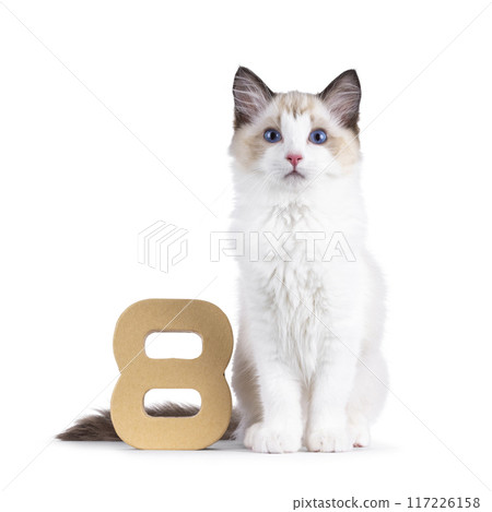 Ragdoll cat kitten on white background Ragdoll cat kitten on white background 117226158