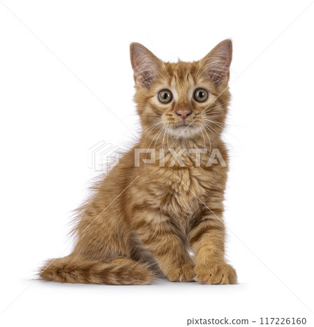 House cat kitten on white background House cat kitten on white background 117226160
