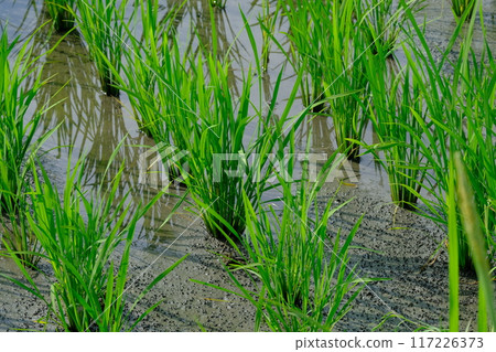 Rice paddy after rice planting Rice paddy after rice planting 117226373