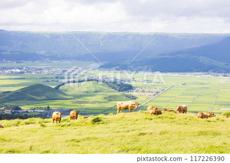 Cows grazing on the pastures of Aso Cows grazing on the pastures of Aso 117226390
