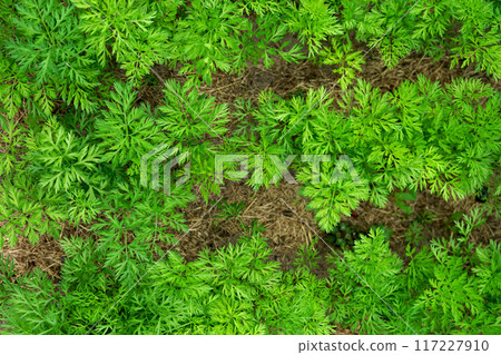 Carrot leaves on a bed close-up top view Carrot leaves on a bed close-up top view 117227910