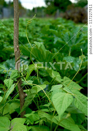 Climbing beans in the home garden wrapped around branches, early summer Climbing beans in the home garden wrapped around branches, early summer 117227911