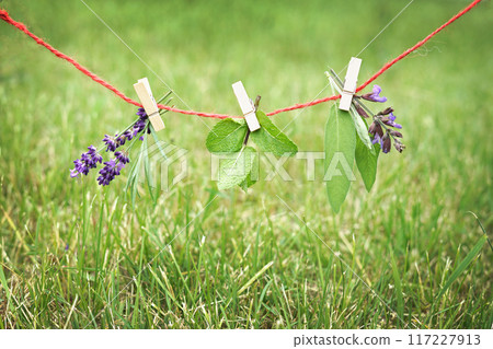 fresh herbs lavender, sage and mint hanging on a rope on a green natural background, copy space 117227913