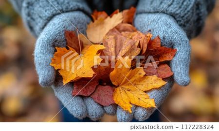 Hands in gray knitted gloves holding a large bunch of fallen leaves of autumn colors. Fall season 117228324