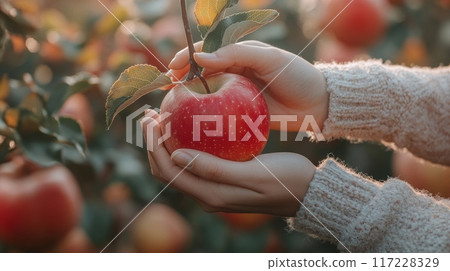 Hands picking an apple from a tree branch in a beautiful autumn orchard. Fall season, harvest time 117228329