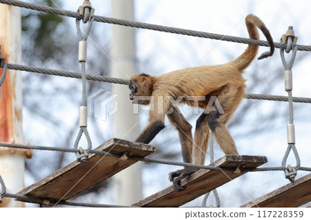 蜘蛛猴(傑弗裡蜘蛛猴)穿過木製吊橋 蜘蛛猴(傑弗裡蜘蛛猴)穿過木製吊橋 117228359