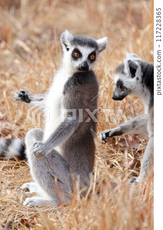 Ring-tailed lemur) Sunbathing, spreading arms out towards the sun 117228365