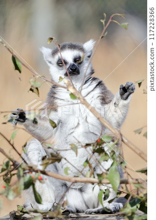 Ring-tailed lemur) Sunbathing, spreading arms out towards the sun Ring-tailed lemur) Sunbathing, spreading arms out towards the sun 117228366