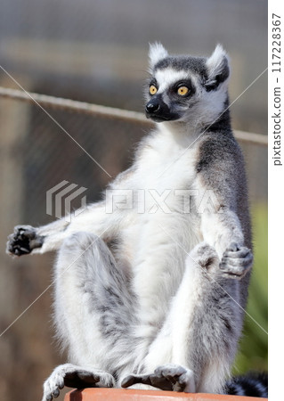 Ring-tailed lemur) Sunbathing, spreading arms out towards the sun 117228367