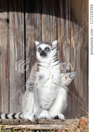 環尾狐猴）曬太陽，向太陽張開雙臂 117228368