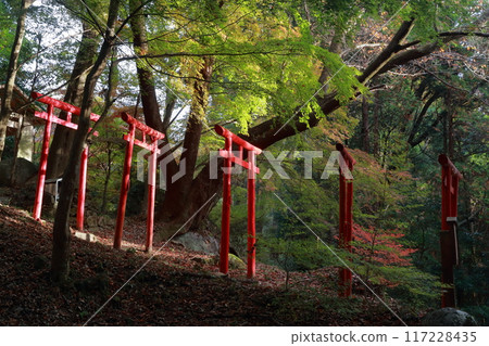 鳥居在森林裡 117228435