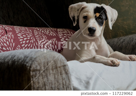 young puppy posing for the camera 117229062