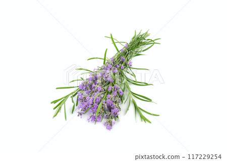 Bouquet of lavender flowers isolated on white. 117229254