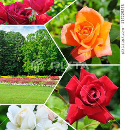 collage of roses flowers and garden. 117229258