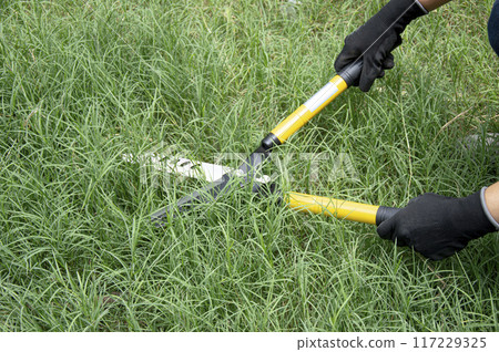 A farmer uses scissors to cut the grass on the ground. A farmer uses scissors to cut the grass on the ground. 117229325