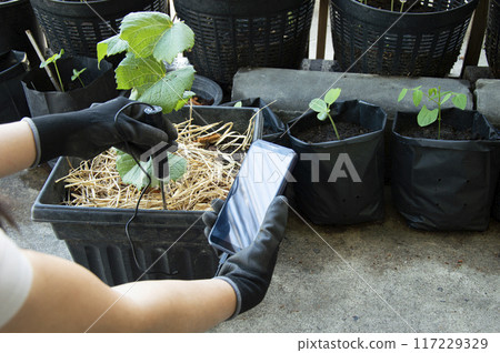 The concept of farmers using monitoring and analysis tools, IoT The concept of farmers using monitoring and analysis tools, IoT 117229329