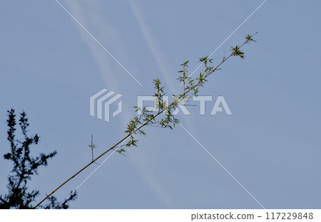 green branch with blue sky background green branch with blue sky background 117229848