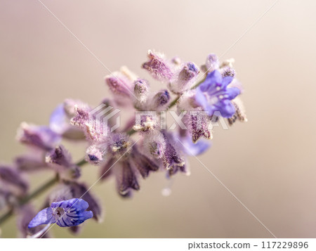 Russian Sage flowers in blossom Russian Sage flowers in blossom 117229896