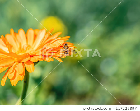 A bee pollinating calendula flower 117229897
