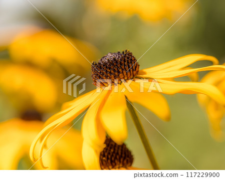 Black-eyed Susan flower in blossom Black-eyed Susan flower in blossom 117229900