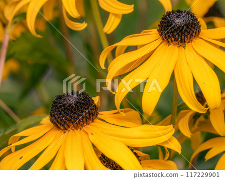Black-eyed Susan flower in blossom Black-eyed Susan flower in blossom 117229901