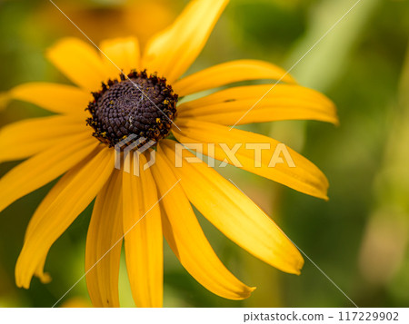 Black-eyed Susan flower in blossom Black-eyed Susan flower in blossom 117229902