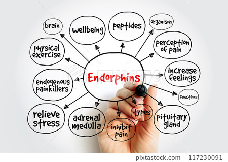Endorphins are chemicals (hormones) your body releases when it feels pain or stress, mind map concept background Endorphins are chemicals (hormones) your body releases when it feels pain or stress, mind map concept background 117230091