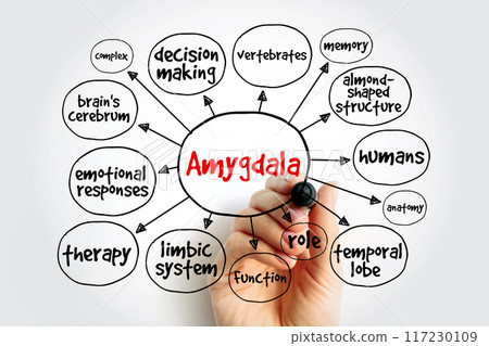 Amygdala is the integrative center for emotions, emotional behavior, and motivation, mind map concept background 117230109