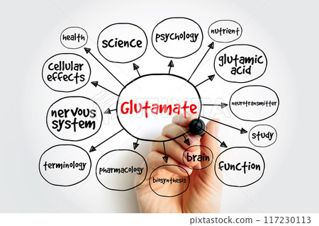 Glutamate - abundant excitatory neurotransmitter released by nerve cells in your brain, mind map concept background Glutamate - abundant excitatory neurotransmitter released by nerve cells in your brain, mind map concept background 117230113