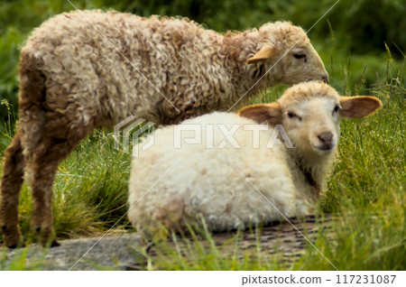 two baby lambs on green grass 117231087