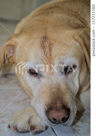 labrador breed dog staring 117231569