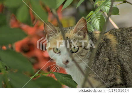 domestic cat looking between branches 117231624