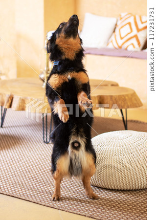 In a living room, a dog is standing on its hind legs In a living room, a dog is standing on its hind legs 117231731