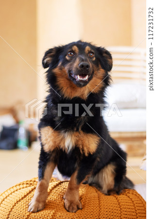 A black and brown dog is resting on a yellow cushion A black and brown dog is resting on a yellow cushion 117231732