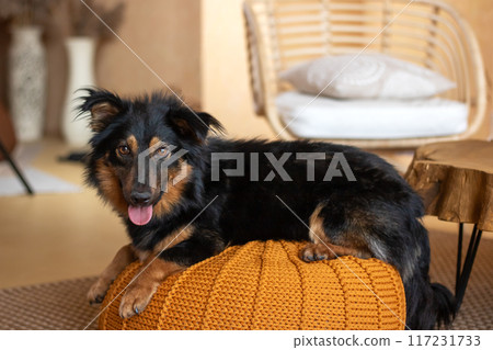 A cute black and brown dog sits on an orange ottoman A cute black and brown dog sits on an orange ottoman 117231733