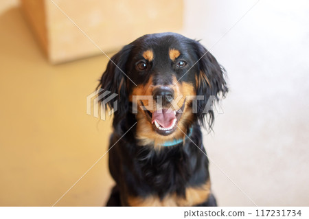 A black and brown dog from the Sporting Group with its mouth open 117231734