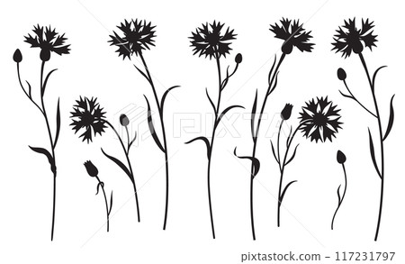 Black Silhouette of Cornflowers Isolated on White Black Silhouette of Cornflowers Isolated on White 117231797