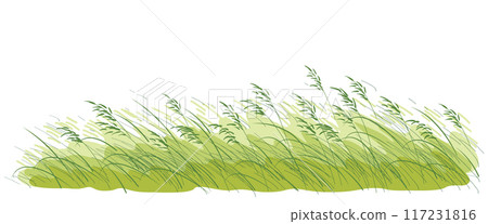 Summer Wild Cereals and Grasses Sketch 117231816