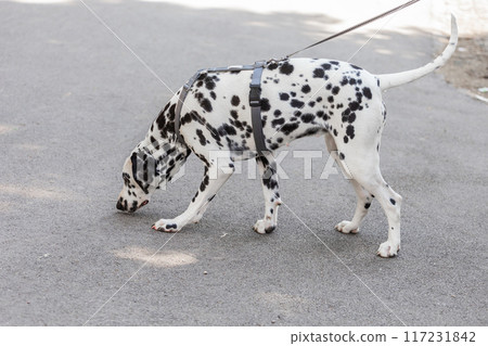 Cute Dalmatian dog for a walk in the park portrait. Pet concept Cute Dalmatian dog for a walk in the park portrait. Pet concept 117231842