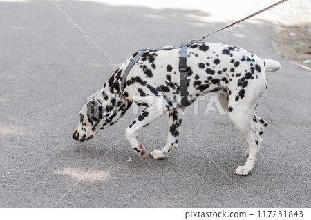 Cute Dalmatian dog for a walk in the park portrait. Pet concept Cute Dalmatian dog for a walk in the park portrait. Pet concept 117231843