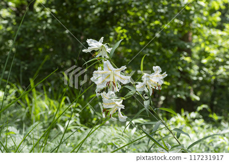 山村花 山村花 117231917
