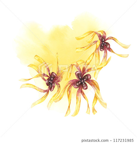 Witch hazel yellow plant flowers on the watercolor stain backdrop. Hamamelis virginiana in bloom. Watercolor florals for cosmetics, water, herbal medicine, beauty, cream packaging, national day flyer, 117231985