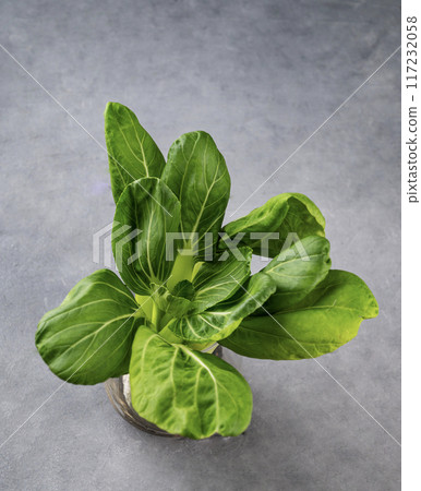 Fresh pak Choi Chinese Cabbage on dark background. The concept of healthy vegetarian food. 117232058
