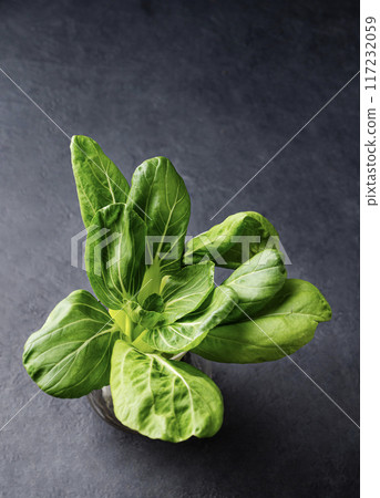 Fresh pak Choi Chinese Cabbage on dark background. The concept of healthy vegetarian food. 117232059